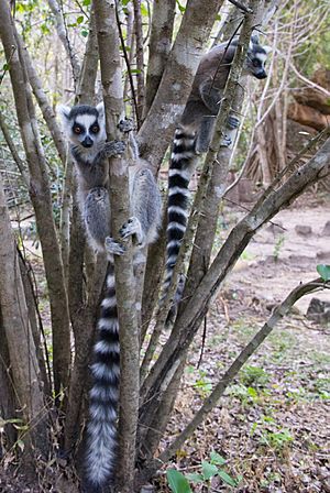 Lemur catta 1