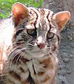 Leopard cat vertical pupils nocturnal ambush predator