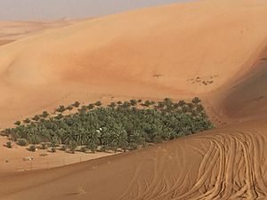 Palm Grove in Abu Dhabi