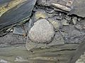 Pyrite concretion (Chattanooga Shale, Upper Devonian; Burkesville West Rt. 90 roadcut, Kentucky, USA) 1 (42300453012)