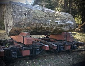 Redwood log on railcar, FHSHM