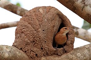 Rufous hornero (Red ovenbird)(Furnarius rufus) and nest (2)