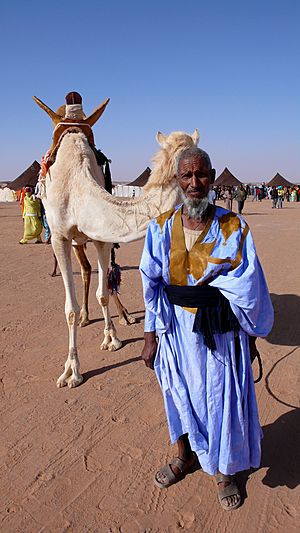 Sahrawi&camel