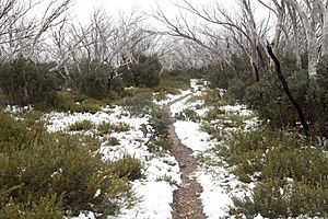 Snow on the Bungalow Spur track - Mount Feathertop