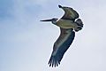 Spot-billed Pelican (Pelecanus philippensis) in flight