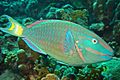 Stoplight-parrotfish.jpg