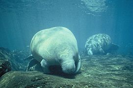 Two west Indian manatee trichechus manatus foraging for food