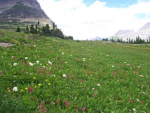 Alpine flora logan pass