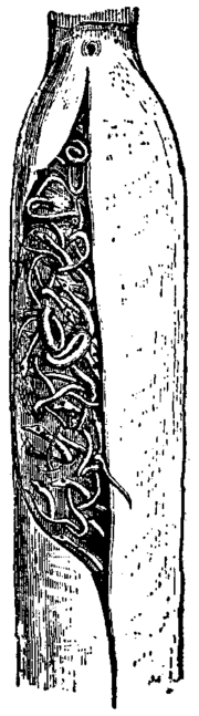 Britannica Pipe-fishes Sub-caudal Pouch