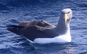 Chatham Albatross (Thalassarche eremita)