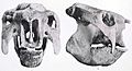 Doedicurus skull