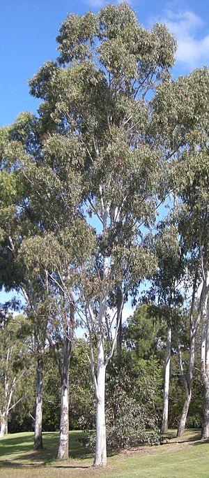 Eucalyptus terticornis trees