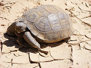Agassiz's desert tortoise, "G. agassizii"