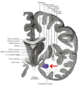 Gray 718-amygdala