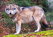 Grey wolves in Bavarian Forest National Park (cropped).jpg