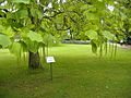 Indian Bean Tree, Frogmore Gardens - geograph.org.uk - 262721