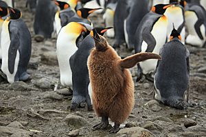 King Penguin Chick at Salisbury Plain (5719383447)