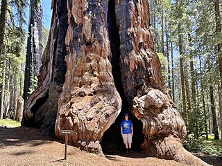 Lincoln Tree (base) in Sequoia National Park - July 2023
