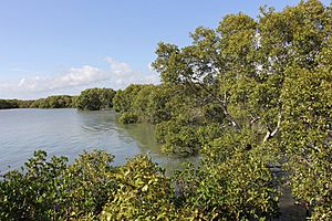 Mangroves Immediately South of Toondah Harbour, Cleveland, Queensland, 2014