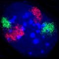 MouseChromosomeTerritoriesBMC Cell Biol6-44Fig2e