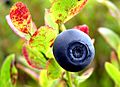 Norwegian blueberry