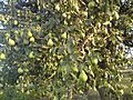 Pear tree in Hamedan Iran