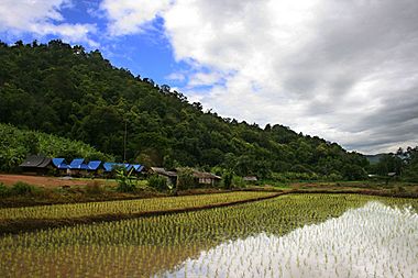 Rice plantation in Thailand.jpg