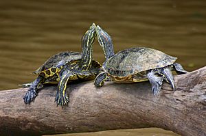Turtles Costa Rica