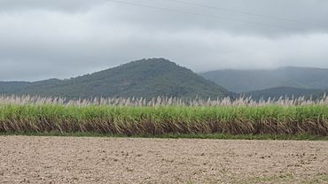 View across sugar cane fields towards the mountains, Carmila, 2016.jpg