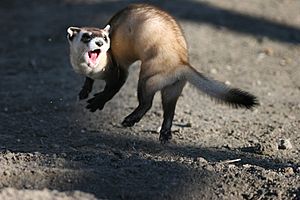 Jumping black footed ferret