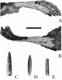 Karongasaurus mandible.png