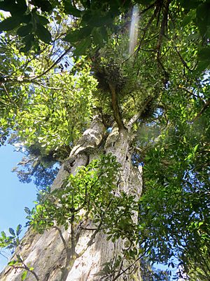 Largest known living tōtara, the Pouakani Tree