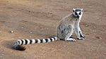 Lemur catta 001.jpg