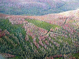 Mountain Pine Beetle damage in the Fraser Experimental Forest 2007