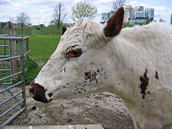 Mudchute farm cow head