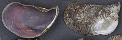 Naturalis Biodiversity Center - ZMA.MOLL.412739 - Ischadium recurvum (Rafinesque, 1820) - Mytilidae - Mollusc shell cropped