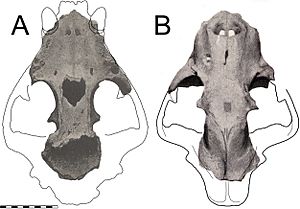 Panthera onca mesembrina Holotype skull.jpg