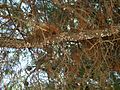 Pine branch with Marchalina hellenica honeydew