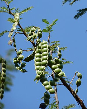 Acacia nilotica, peule, a, Uniegeboutuine