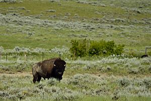 American Prairie Reserve Buffalo