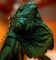 Green Iguana Basking