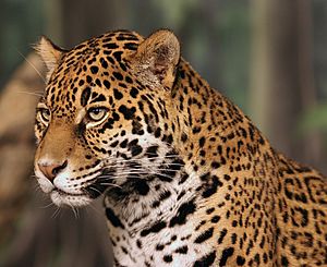 Jaguar head shot.jpg