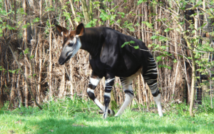 Okapi-Wald1