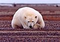 Polar bear resting but alert ursus maritimus
