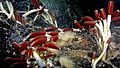 Riftia tube worm colony Galapagos 2011