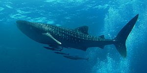 Similan Dive Center - great whale shark