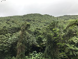 The El Yunque Rain Forest