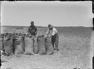 Wubin bagging wheat 1922