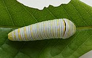 Zebra Swallowtail larva, Megan McCarty121