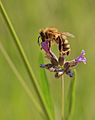 Bee on Lavender Blossom 2